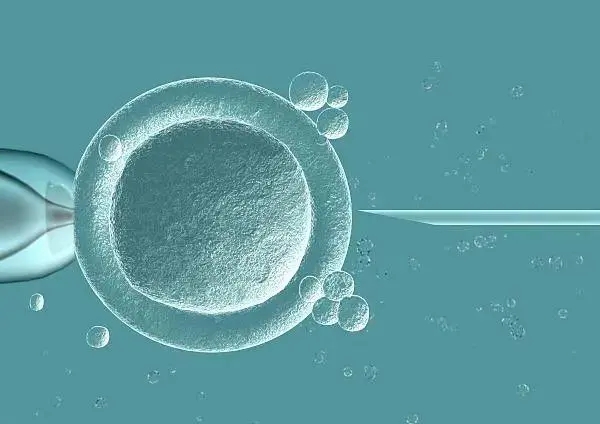 济宁借卵-体外受精科学丨单身女性可以做体外受精吗？